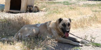 Soğuk havaya göğüs geren Kangal köpekleri sıcak yaz aylarında miskinleşiyor