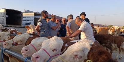 Hayvan fiyatları düşüşte, besiciler ‘Tam alım zamanı’ diyor