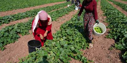 Milyonların sofrasını süsleyecek salatalığın hasadına başlandı