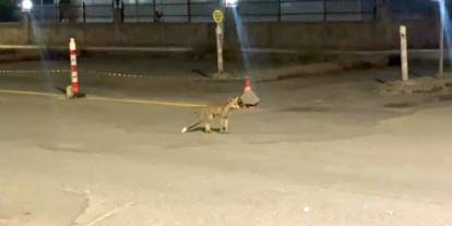 Sivas'ta tilki bu kokoreççinin müdavimi: Bazen paket yapıyoruz, bazen burada yiyor