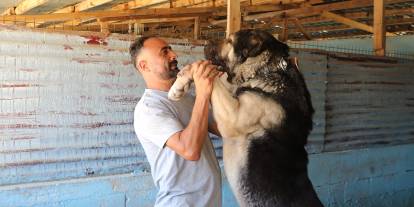 "Bozkırın Aslanı" Kangal köpekleri, ırkının en güzeli seçilmek için yarışacak