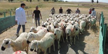 Sivas'ta "Kırsalda Bereket" heyecanı