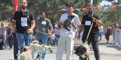 Sivas’ta Kangal Köpekleri Güzellik Yarışmasında Podyuma Çıktı