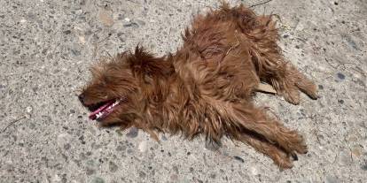 Suşehri’nde köpek saldırısı: Esnaf tedbir çağrısı yaptı