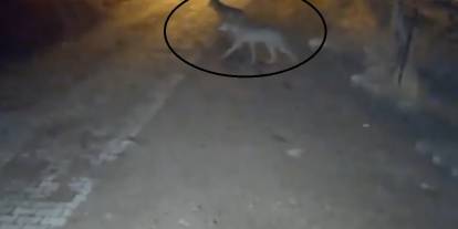 Sivas'ta yiyecek arayan 4 kurt köye indi!