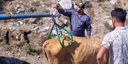 Sivas'ta nefes kesen kurtarma: Gebe inek ve yavrusu son anda kurtarıldı!