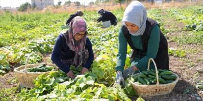 "Yeşil altın"da mesai başladı