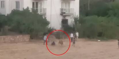 Kaçan inek sahibini yere düşürdü