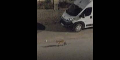 Sivas'ta aç kalan tilki şehir merkezine indi: O anlar kamerada!