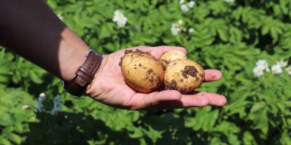 Sivas İl Tarım’dan çiftçiye destek mesaisi: Patates hasadı öncesi saha ziyareti!