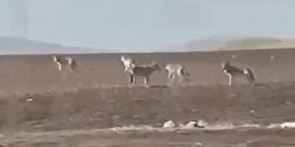 Sivas’ta kurtlar neden yerleşim yerlerine iniyor?
