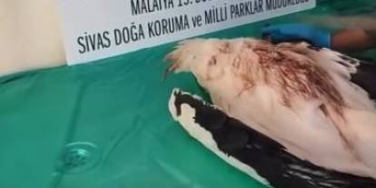 Yaralı leylek sağlığına kavuştu, doğaya salındı