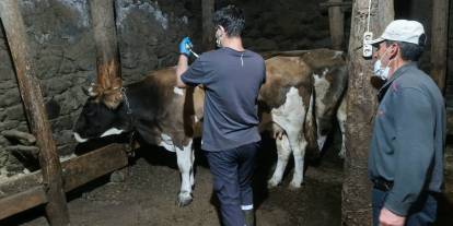 Sivaslı besiciler dikkat! Tarım Müdürlüğü açıkladı: O tarihe kadar aşı yaptırmak şart!