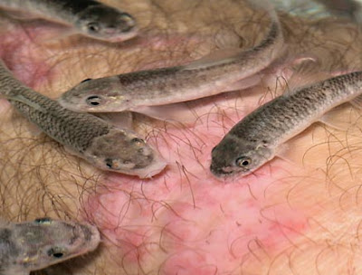 garra3.jpg