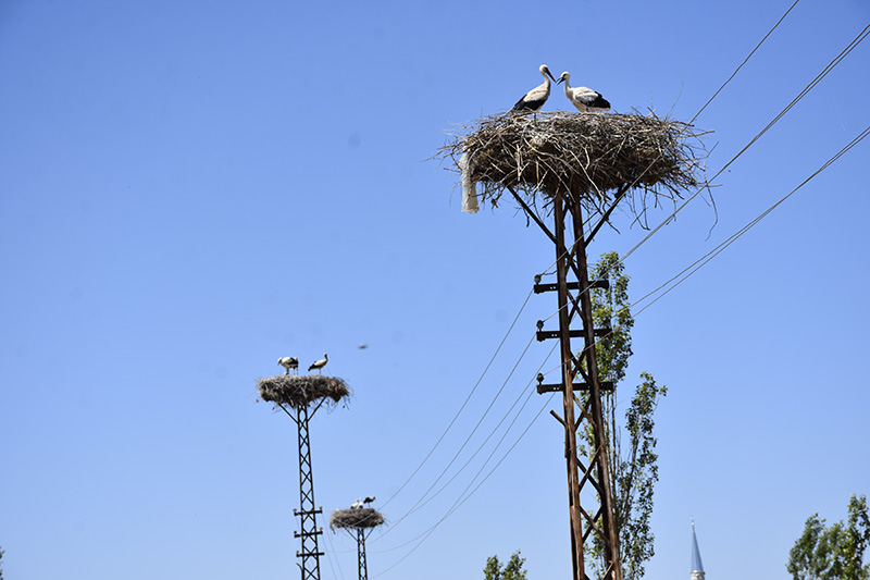 20-yildir-aileye-yarenlik-ediyorlar-834374-247256.jpg