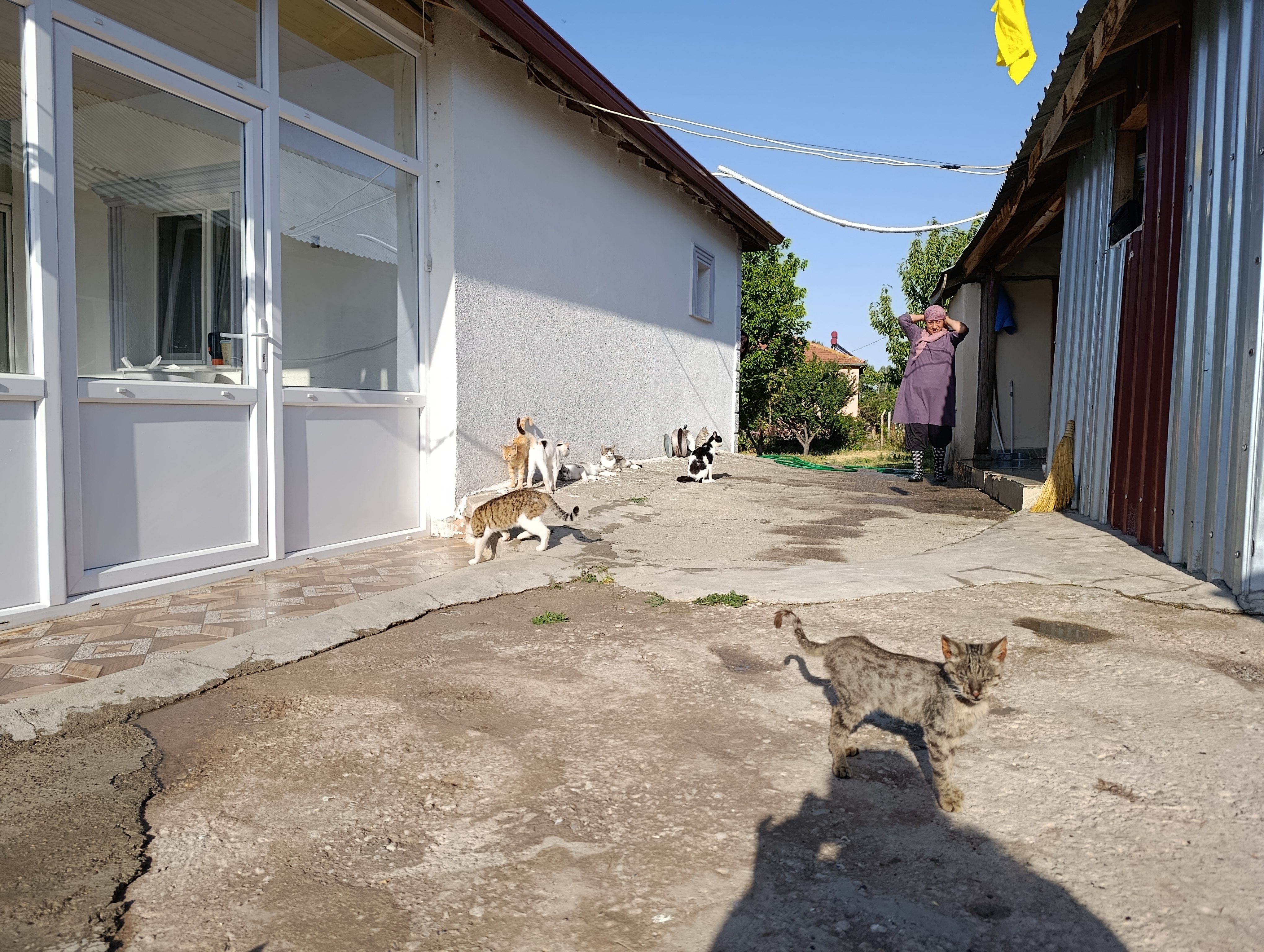 aa-20250801-38720573-38720568-hayvansever-kadin-mustakil-evinin-bahcesini-sokak-kedilerine-yuva-yapti.jpg