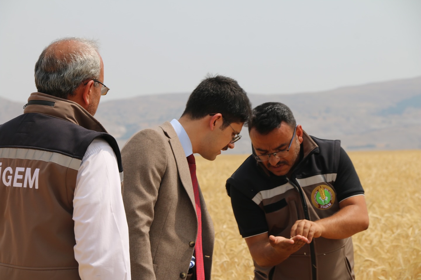 aa-20250805-38749886-38749883-ulasta-tritikale-hasadi-devam-ediyor.jpg