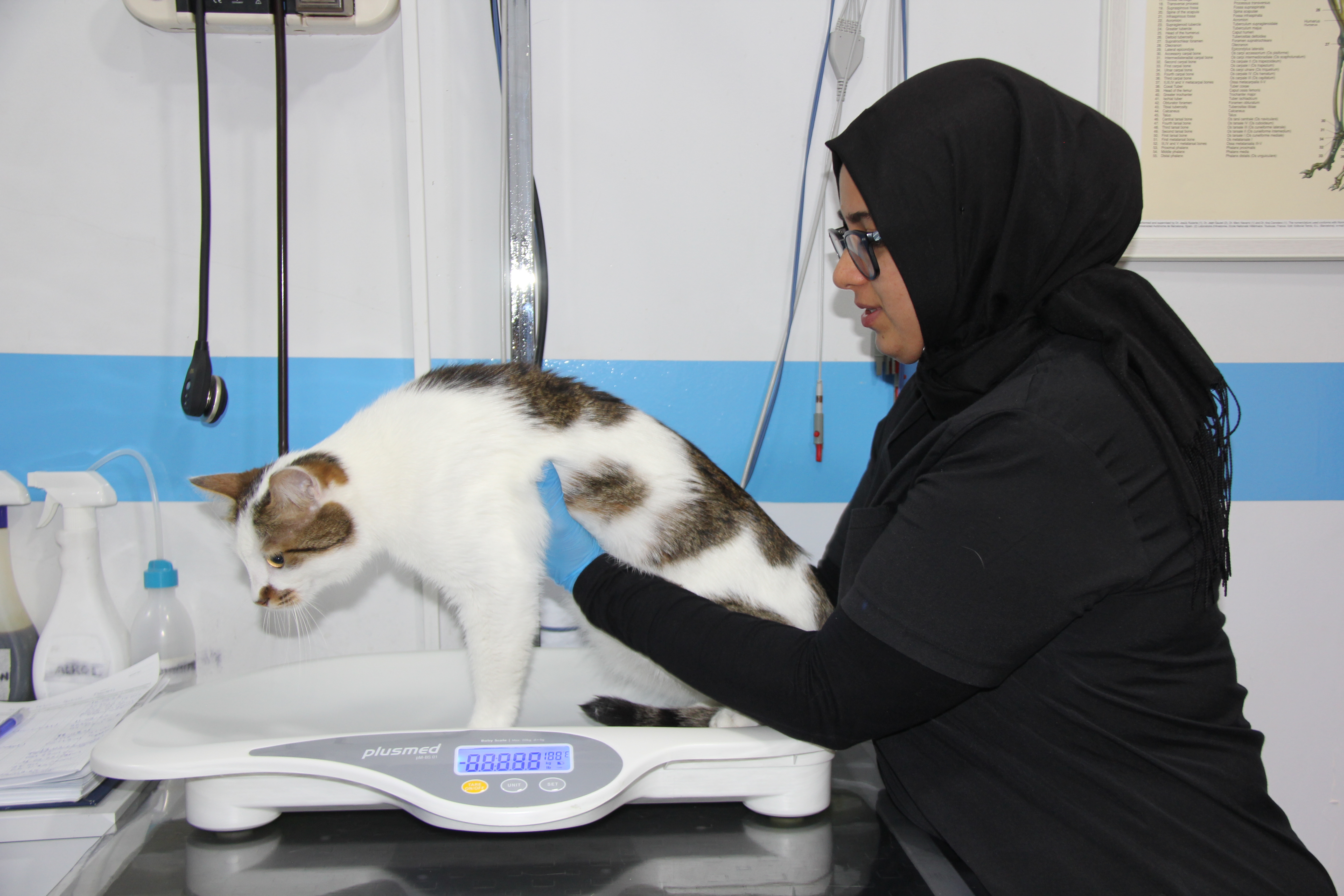 sehir-degistirince-depresyona-giren-pas-921638-273857.jpg