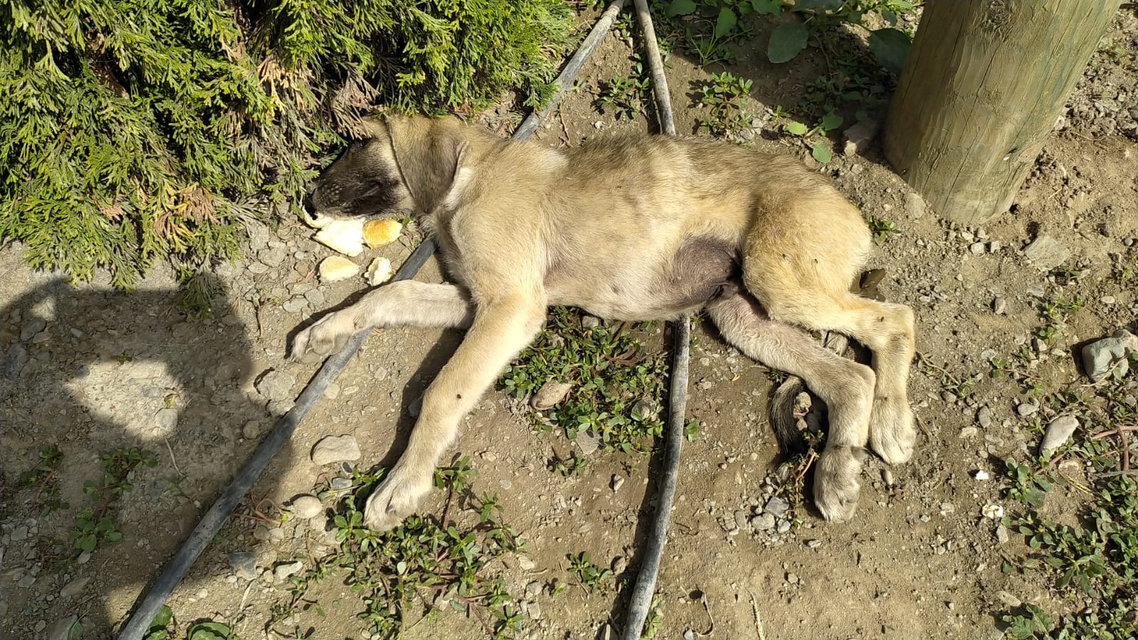 yavru-kopege-arac-carpti-annesi-basinda-922945-274232.jpg