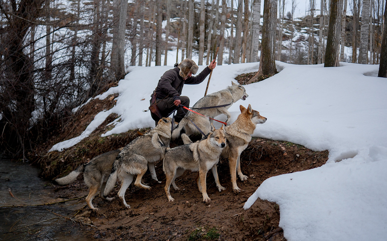 aa-20260218-40591933-40591910-sivasin-bozkirinda-hayatini-adadigi-kurt-kopekleri-ve-yirtici-kuslariyla-yasiyor.jpg