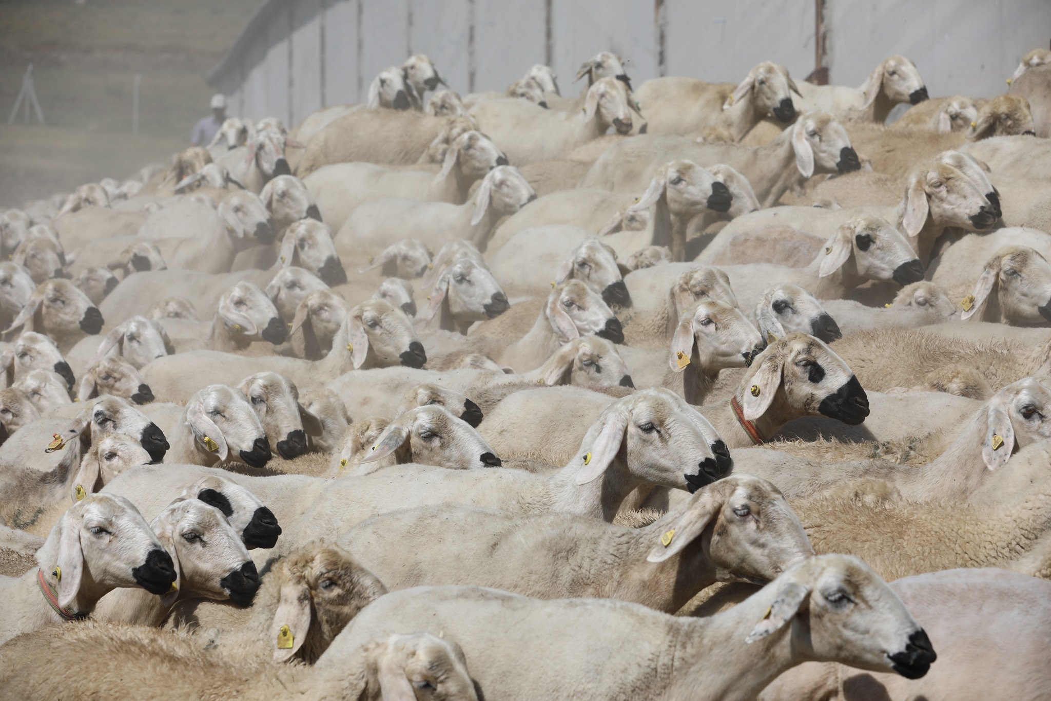 118562520-2832330630316452-7856161772822301355-n.jpg