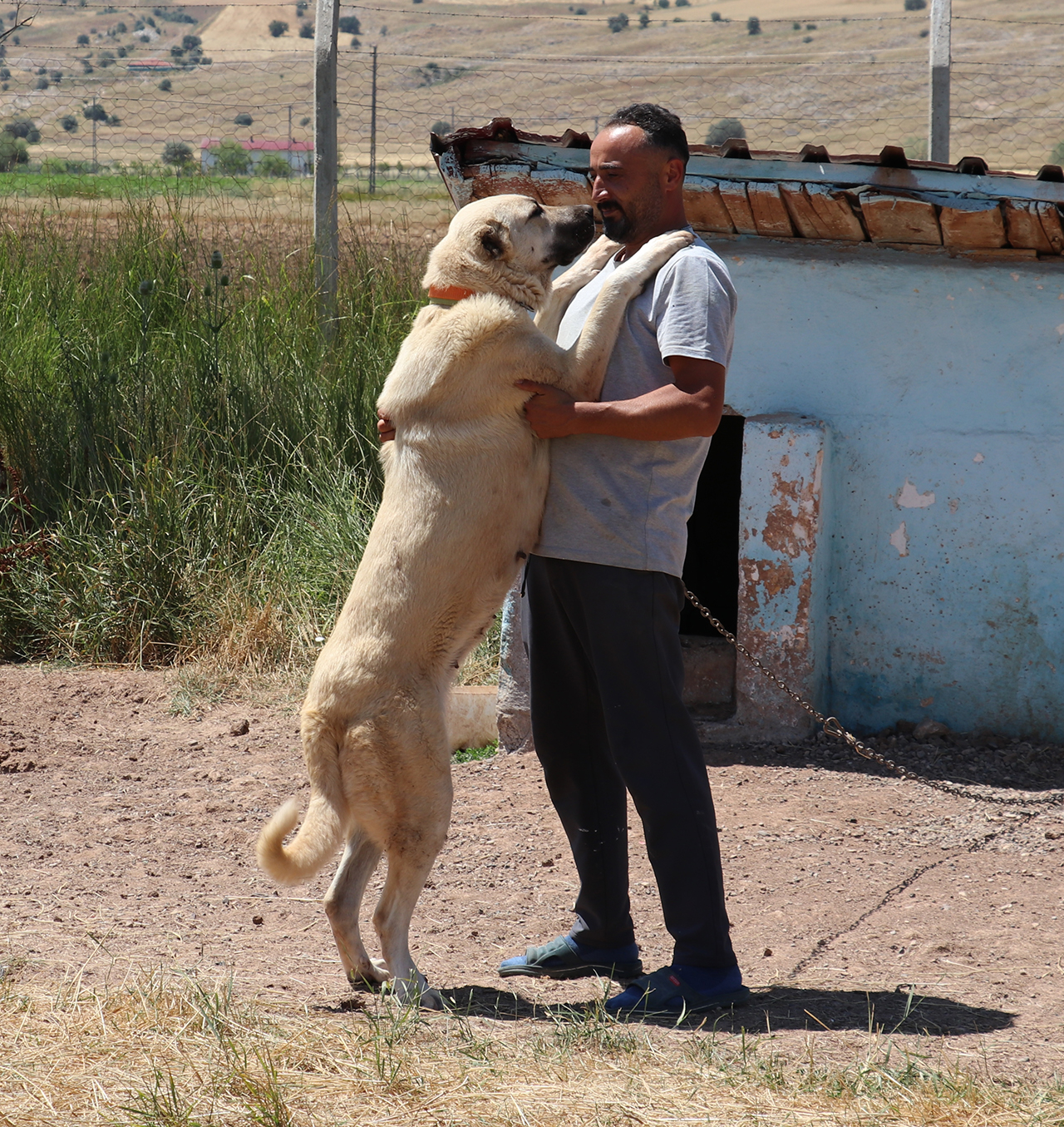 aa-20260805-42145405-42145385-bozkirin-aslani-kangal-kopekleri-irkinin-en-guzeli-secilmek-icin-yarisacak.jpg