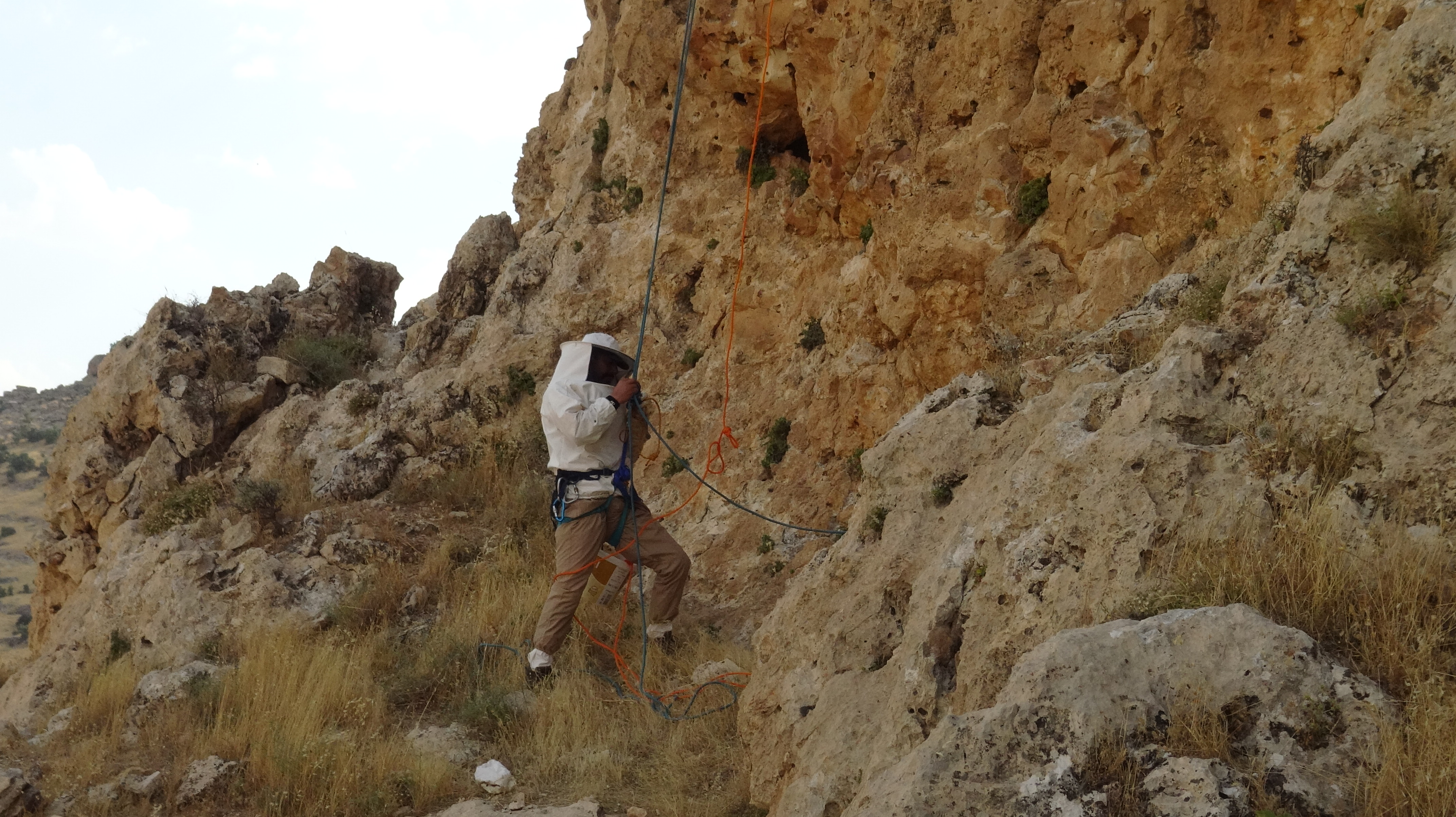 sarp-kayaliklarda-bal-hasadi-1453912-432516.jpg