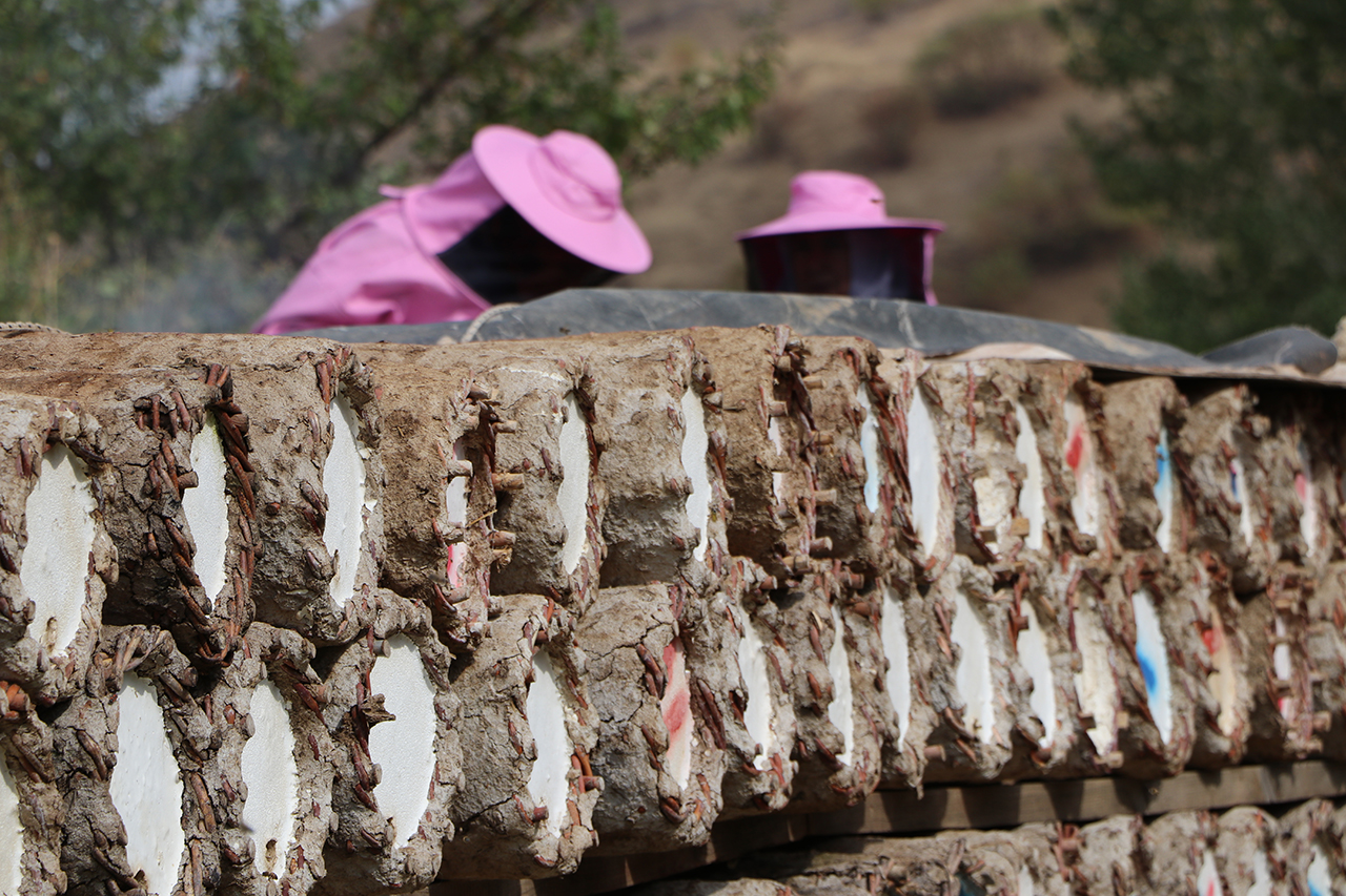 pembe-maskeli-kadin-aricilar-hasada-ba-1524073-453421.jpg